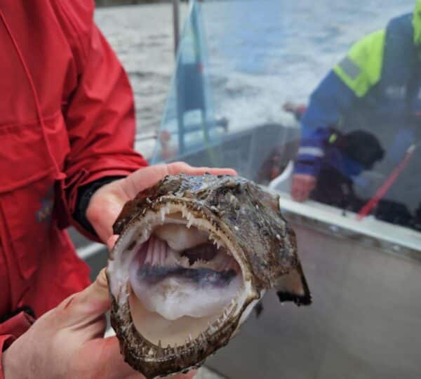 Fischfang Selnes