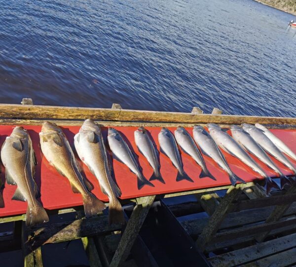 Gefangener Fisch