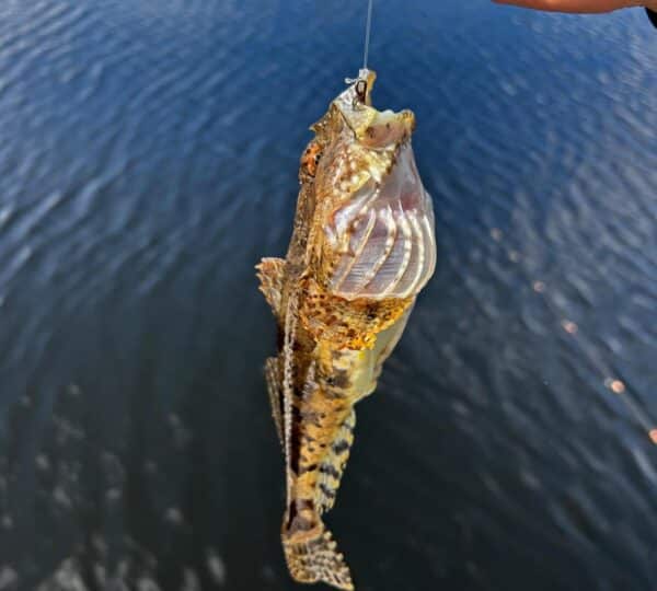 Erfolgreicher Angler