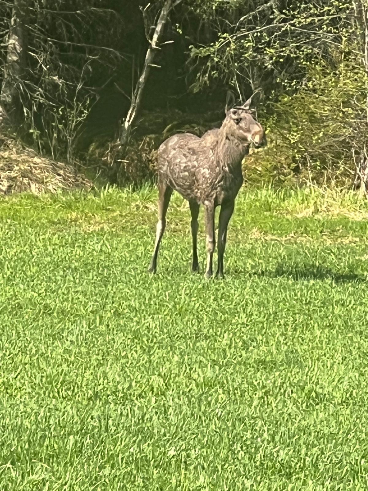 Junges Elchkalb auf Wiese vor dem Wald