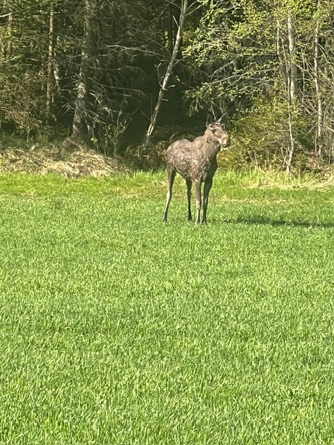 Elchkalb auf der Wiese bei Selnes Camping Norwegen