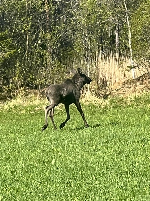 Elchkalb auf der Wiese bei Selnes Camping