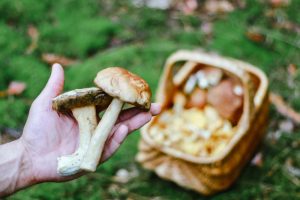 picking-mushrooms-basket-with-mushrooms-2023-11-27-04-47-16-utc-min